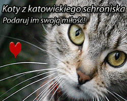 Koty katowickie